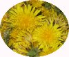 L�wenzahn-Rezepte