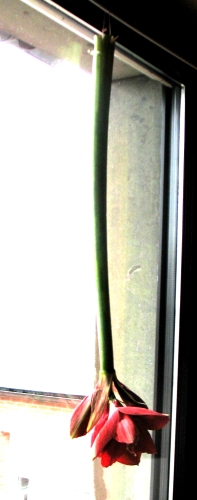 Amaryllis-Fensterdeko