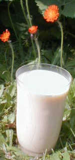 Orangenmilch
