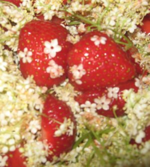 Erdbeer-Holunderblten - vor dem Kochen