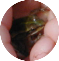 ein Frosch in Kinderhand