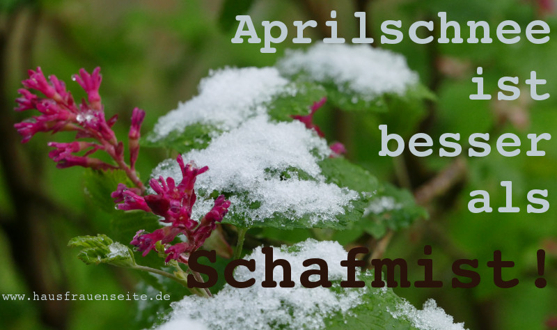 Aprilschnee ist besser als Schafsch...