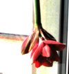 Amaryllis-Fensterdeko