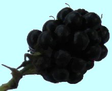 Brombeer-Kchentipps