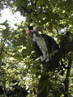 Mikesch im Birnbaum