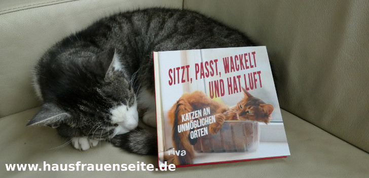 mein Werbekater