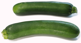 Zucchini