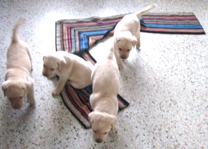 Modular-Schal mit Labrador-Welpen