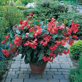 fuchsiarotes Hngelieschen