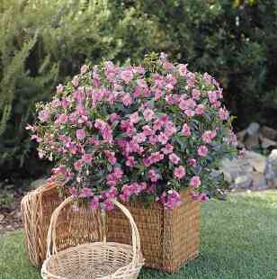 Impatiens
