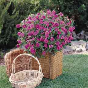 Impatiens in lavendelrosa
