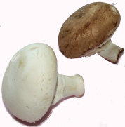 Champignons