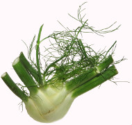 Fenchel