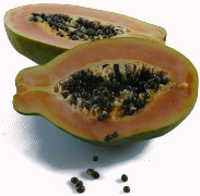 Papaya