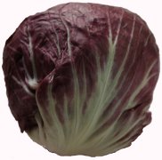 Radicchio