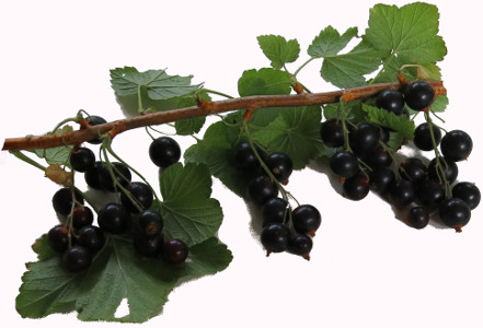 schwarze Johannisbeeren