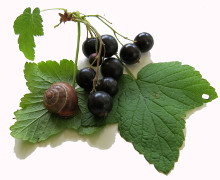 schwarze Johannisbeeren