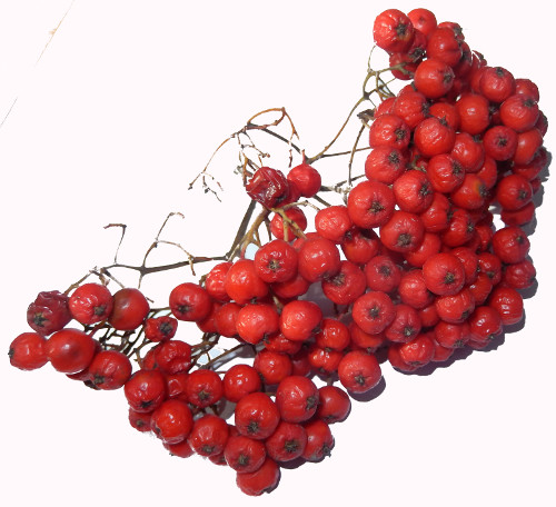 Vogelbeeren