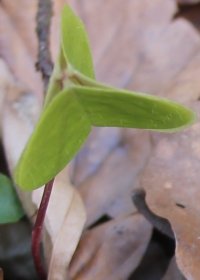 Waldsauerkleeblatt