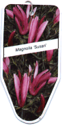 Magnolie Susan