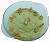 Avocado-Dip mit Artischocke