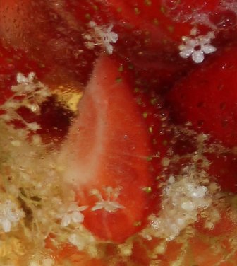 Holunderblütenbowle mit Erdbeeren