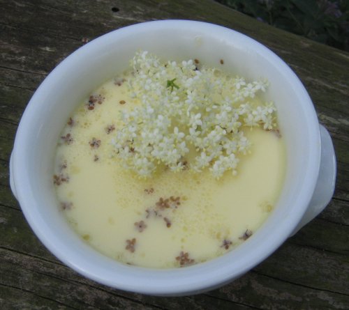 Holunderblten PannaCotta