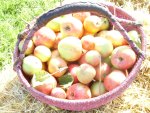 Ein Korb voller Äpfel im Herbst 2006