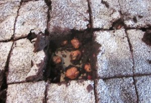 Probleme mit den Tassenkuchen Brownies