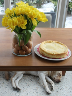 Ksekuchen mit Hund