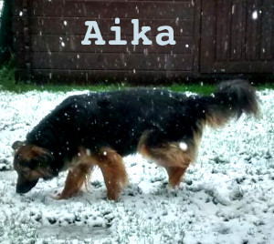 Aika, heit Sylles Hund