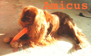 Amicus