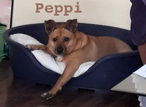 Peppi