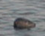 ein Seehundkopf