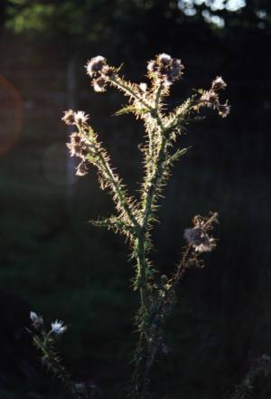 eine Distel